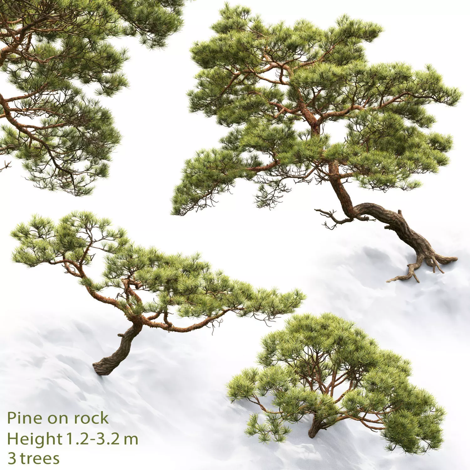 Pine On Rock 02 3D model