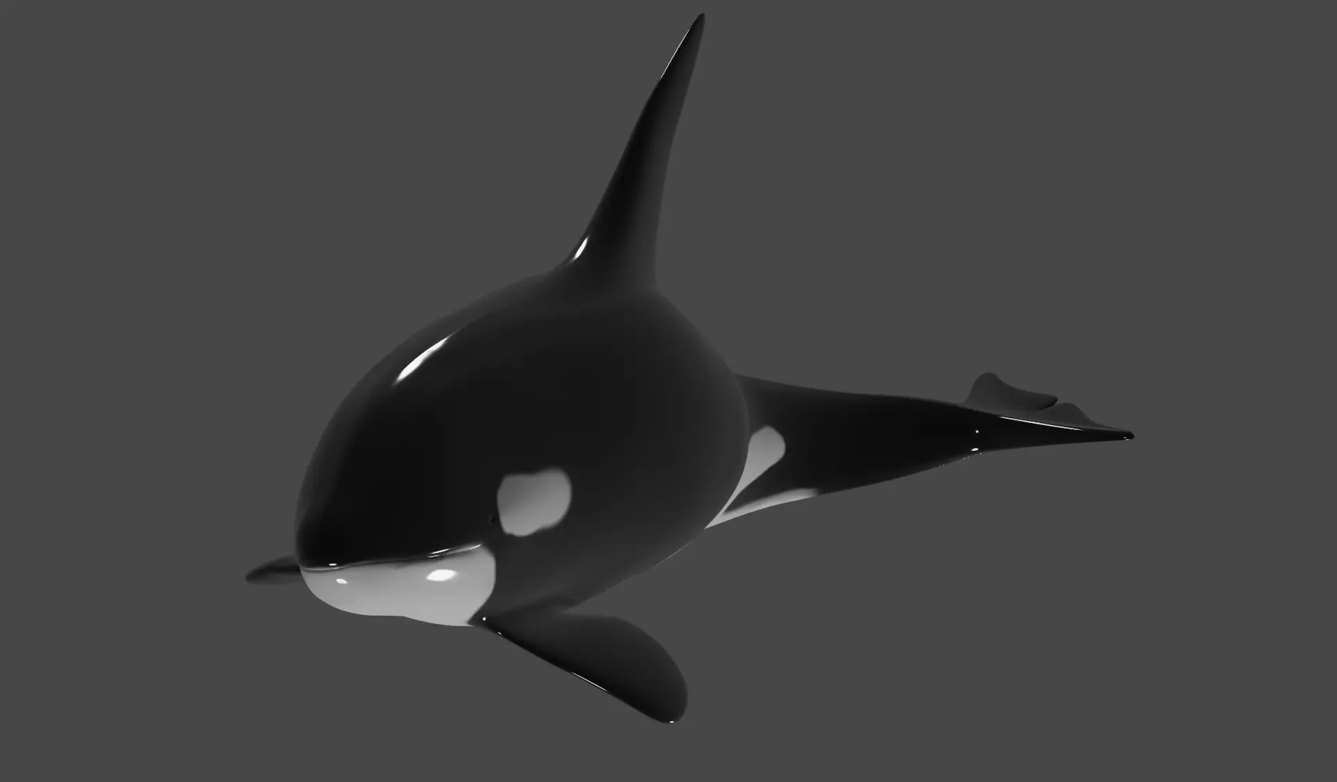 Killer Whale -Orca- rigged and ready for animating 3D Model Low-poly 3D model