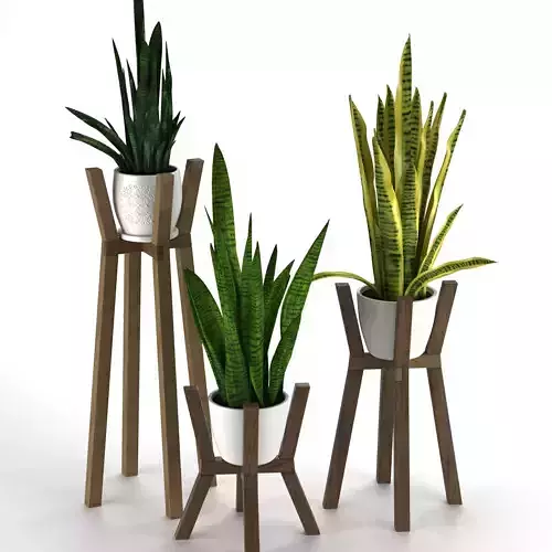Sansevieria plants