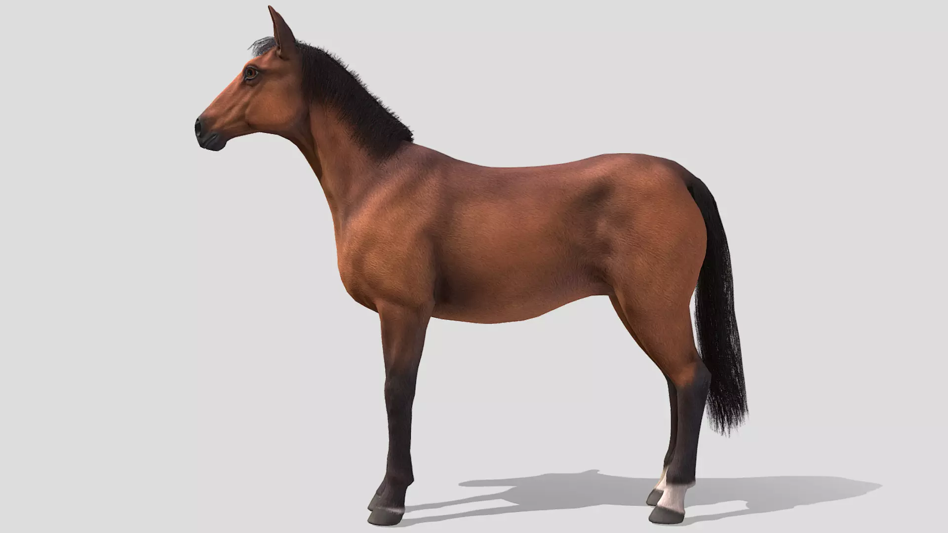Horse realistic Low-poly 3D model_2
