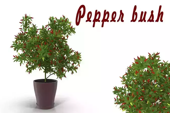 Pepper bush
