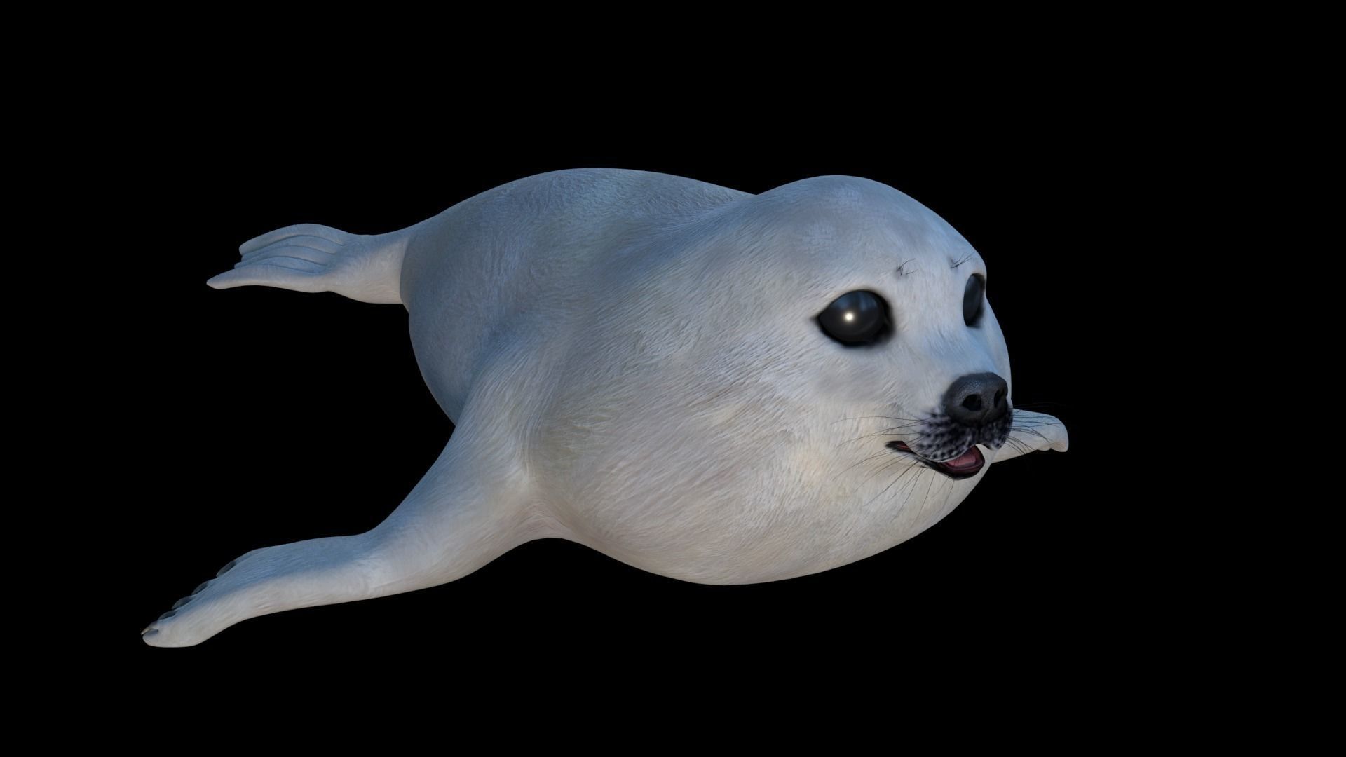 White seal pup  3D model Low-poly 3D model_12