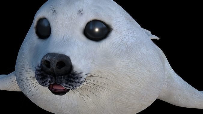 White seal pup  3D model Low-poly 3D model