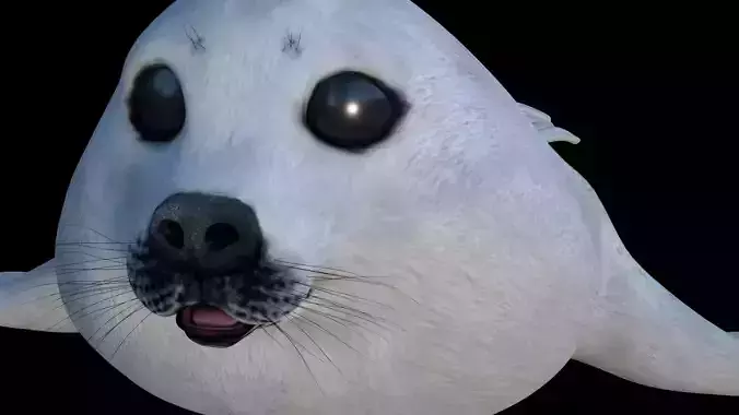 White seal pup  3D model Low-poly 3D model