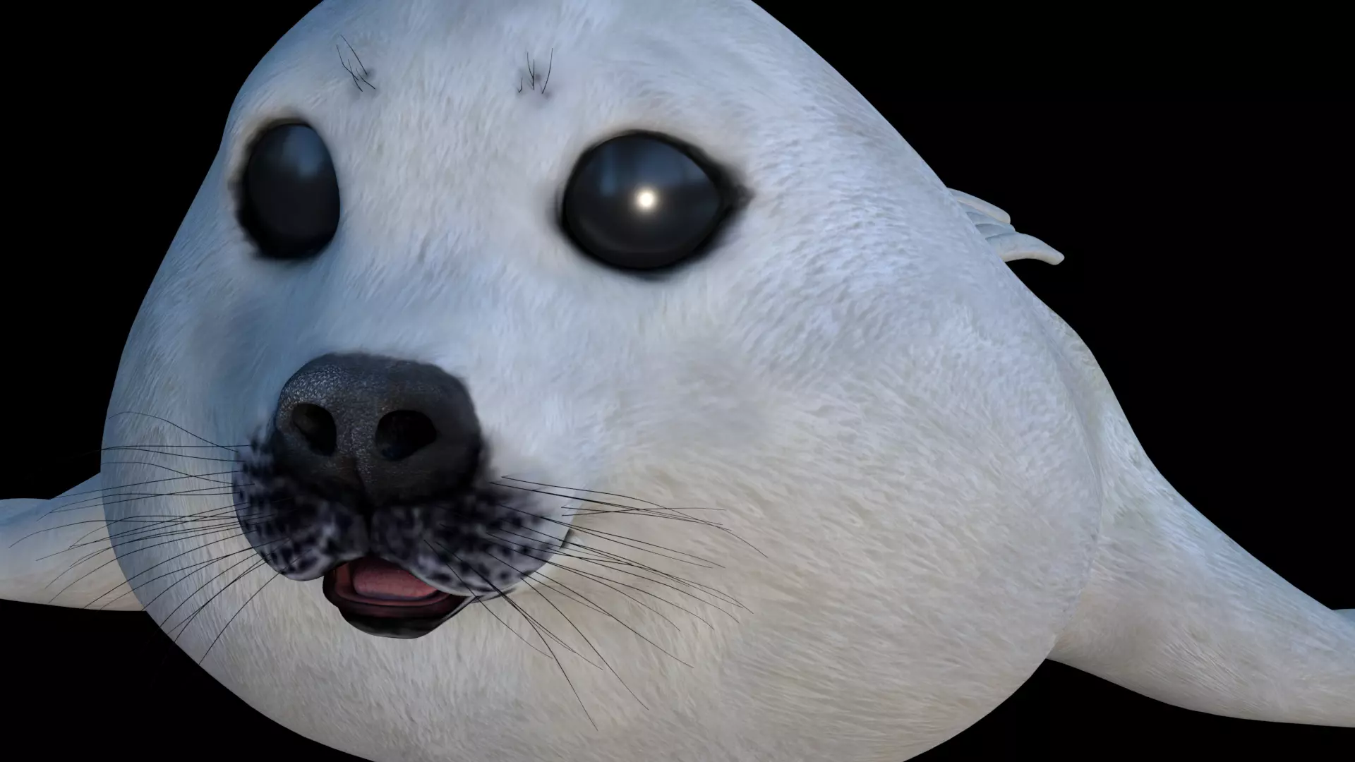 White seal pup  3D model Low-poly 3D model_0