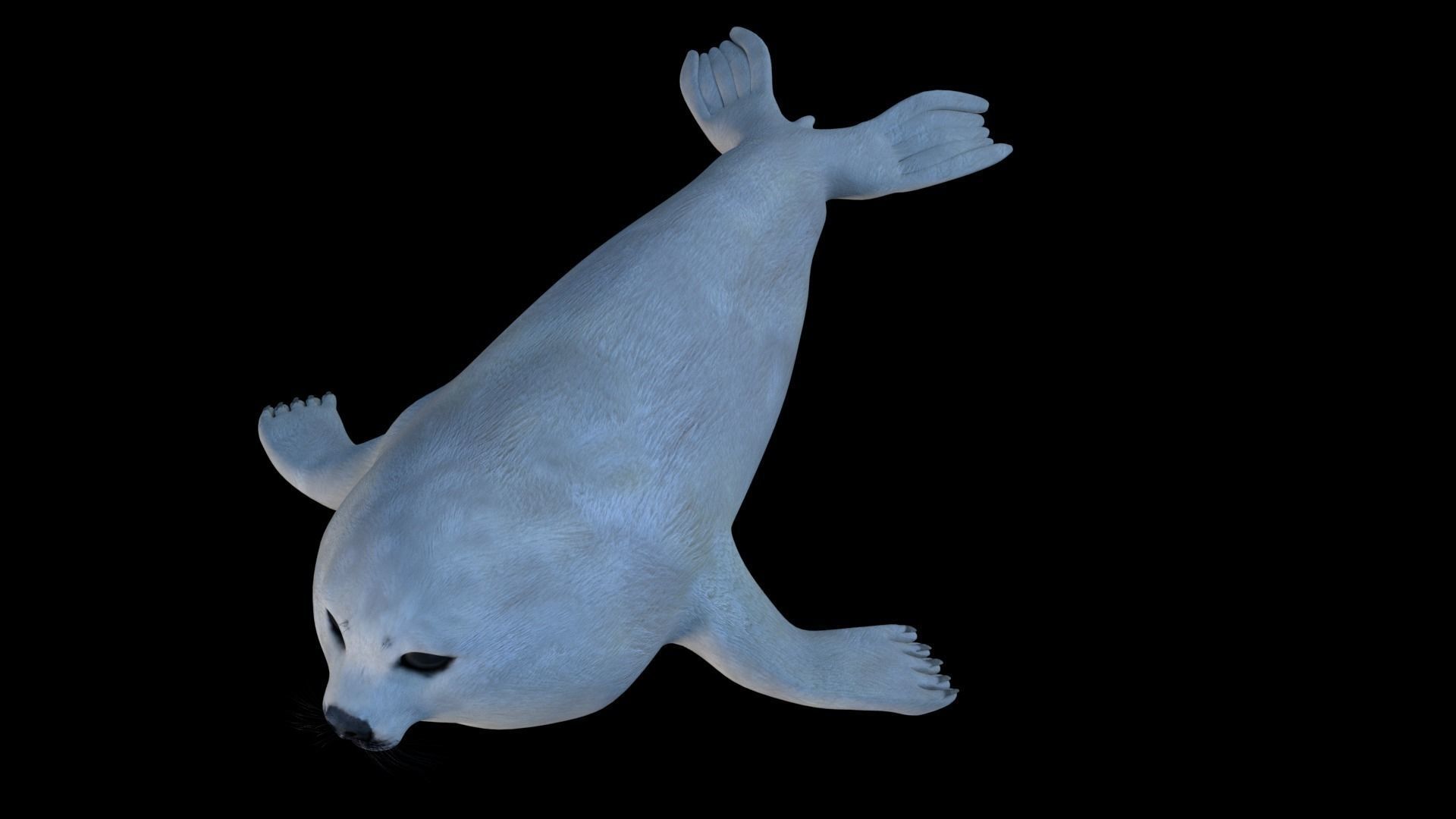 White seal pup  3D model Low-poly 3D model_9