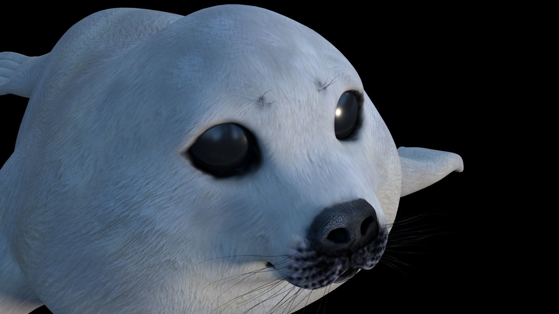 White seal pup  3D model Low-poly 3D model_6