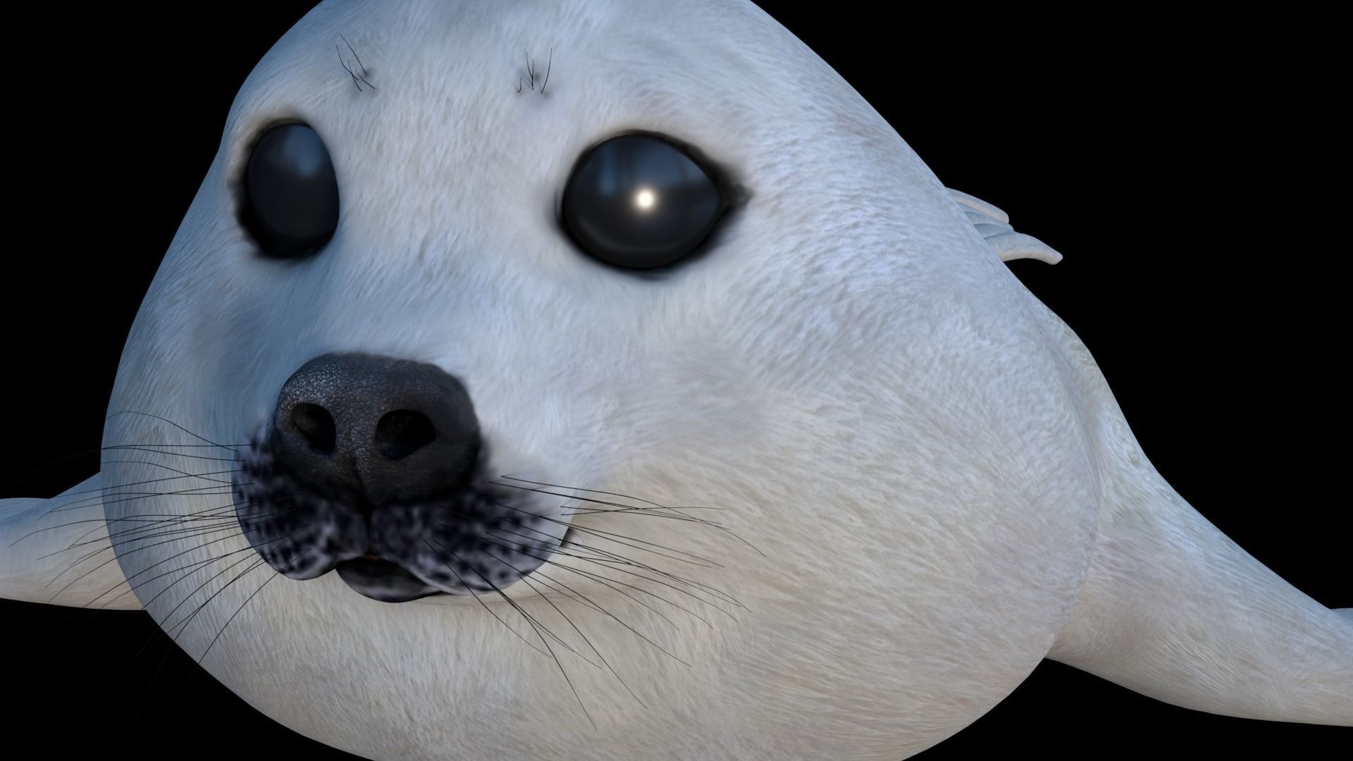 White seal pup  3D model Low-poly 3D model_7