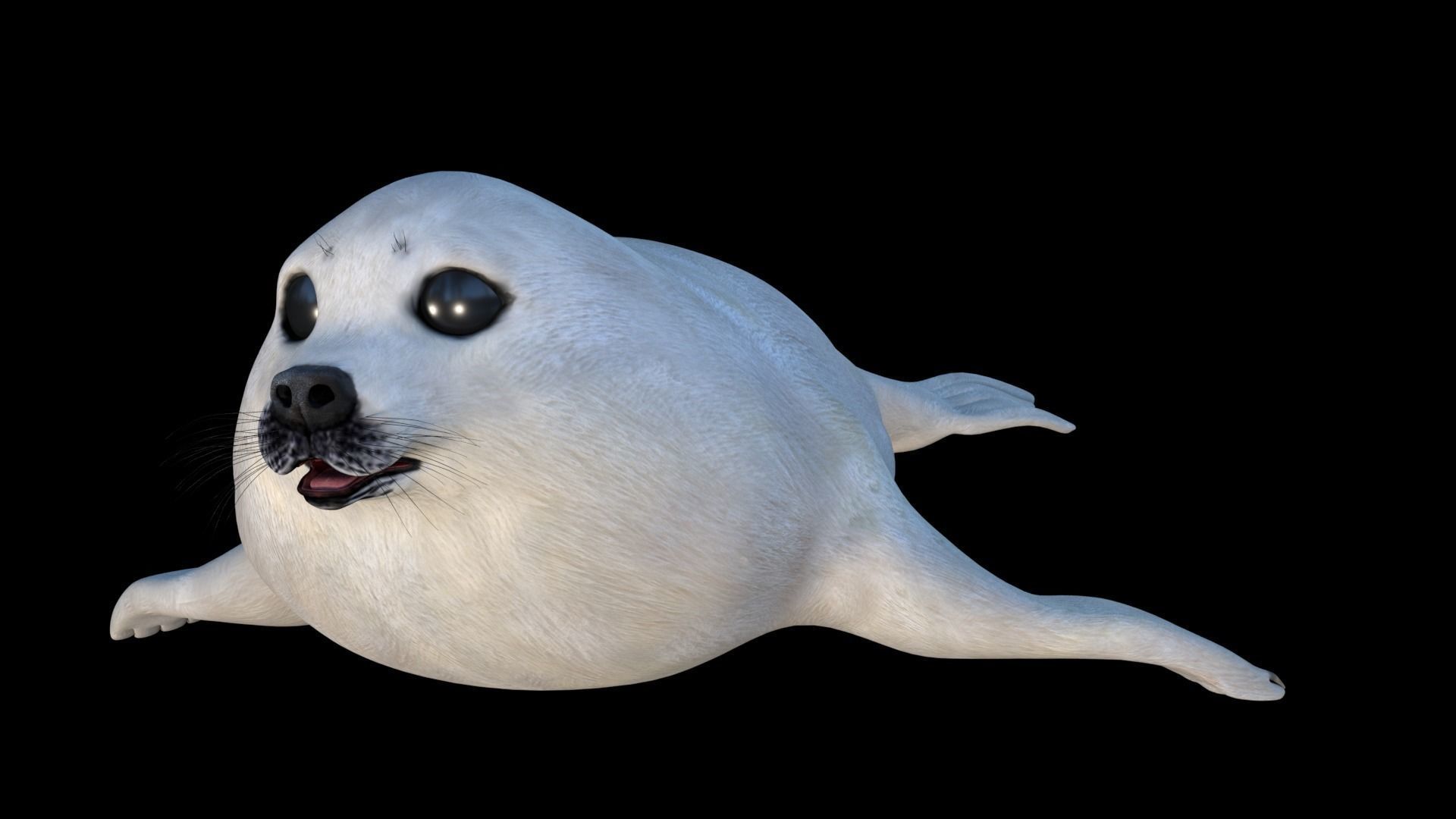 White seal pup  3D model Low-poly 3D model_3