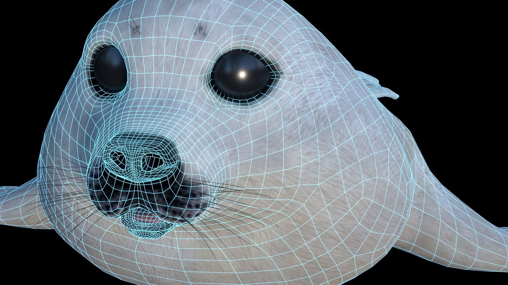 White seal pup  3D model Low-poly 3D model_1