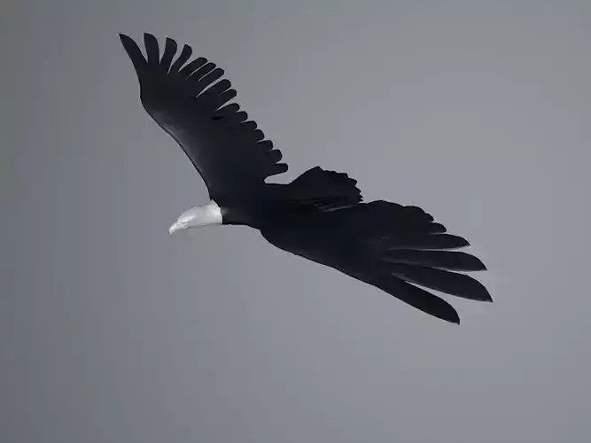 White Eagle flying Free low-poly 3D model