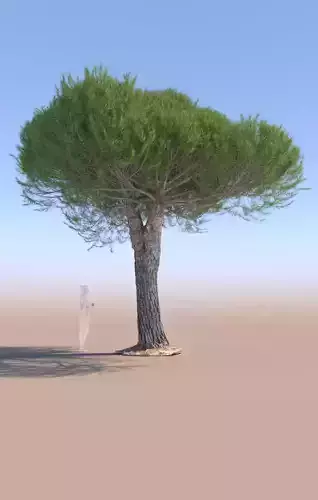 Pinus pinea stone pine mature B 3D model