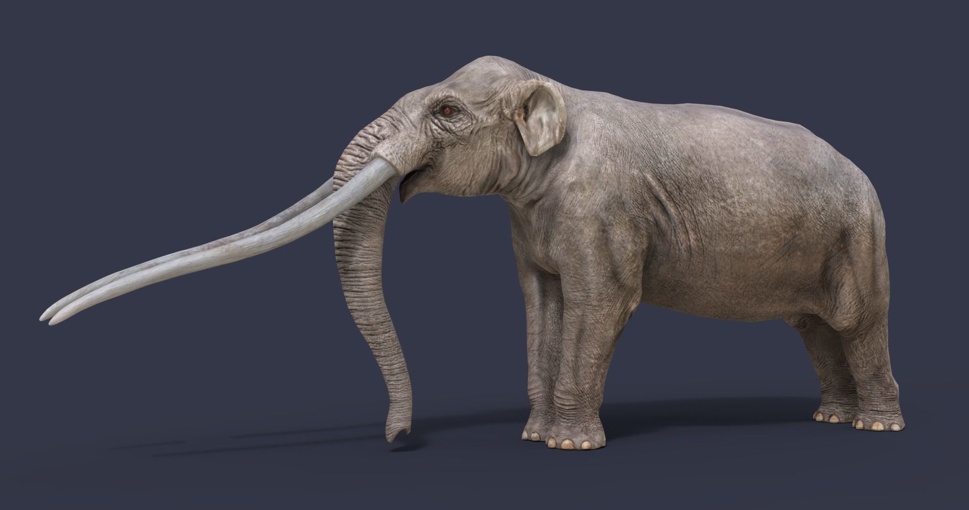 Anancus arvernensis Low-poly 3D model_9