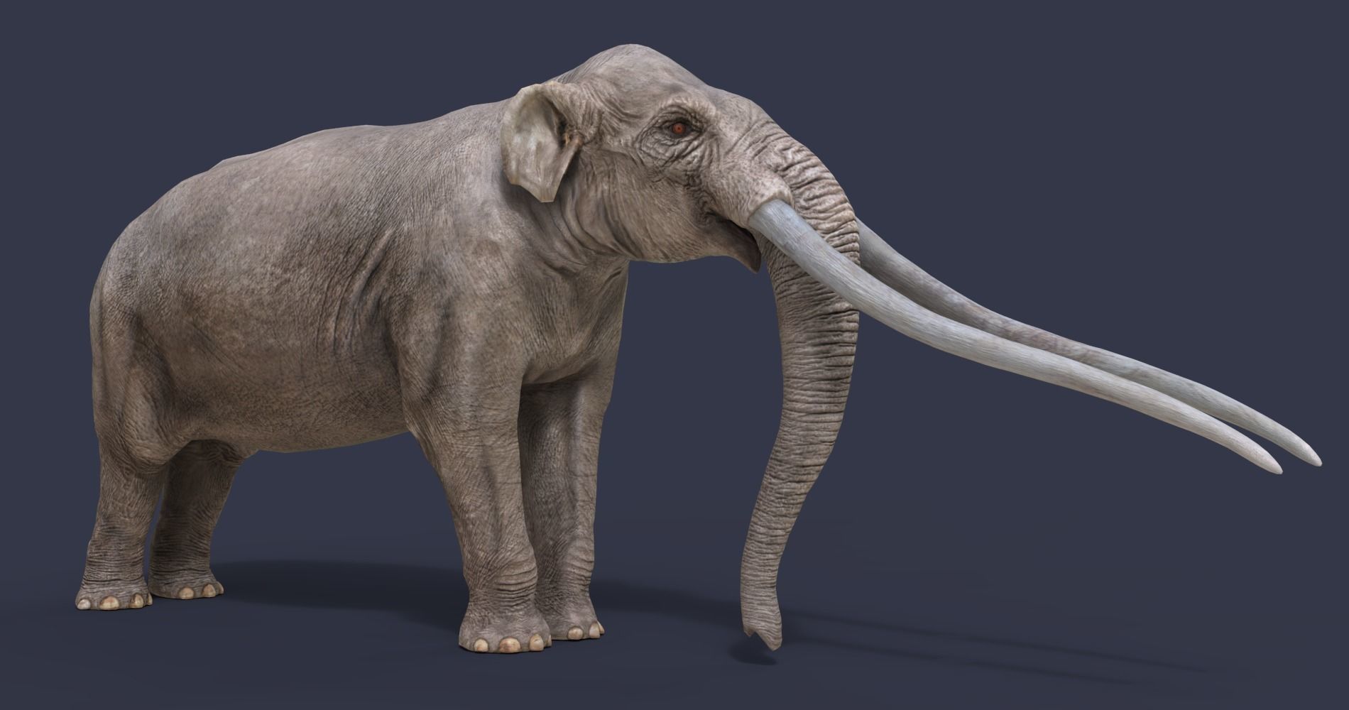 Anancus arvernensis Low-poly 3D model_8