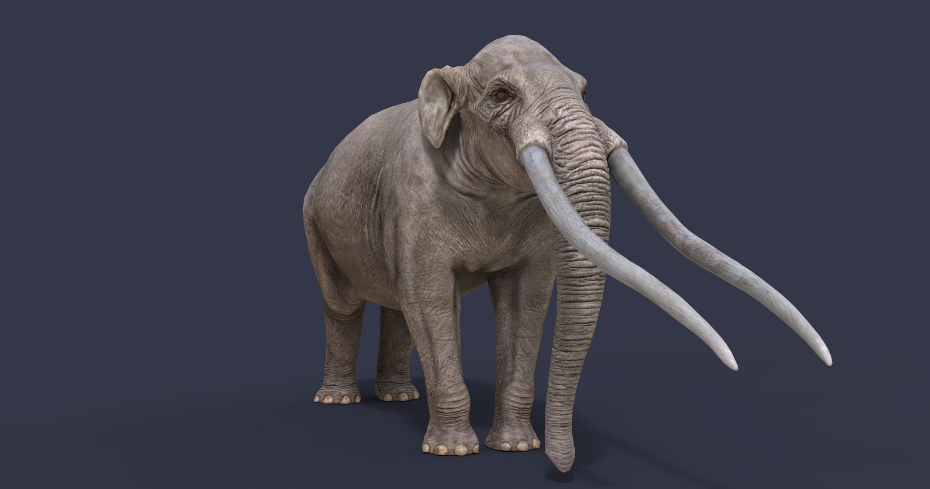 Anancus arvernensis Low-poly 3D model_5