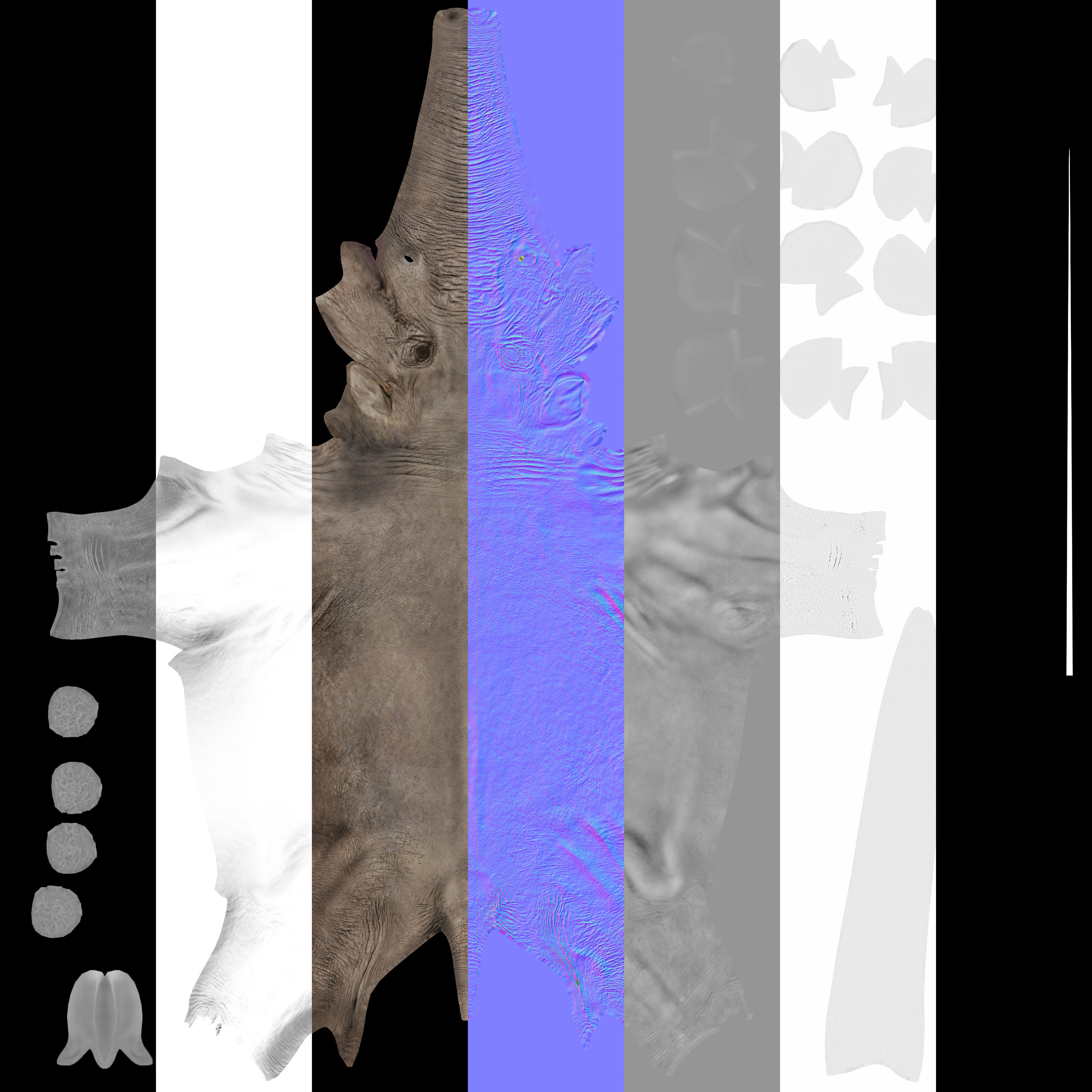 Anancus arvernensis Low-poly 3D model_3