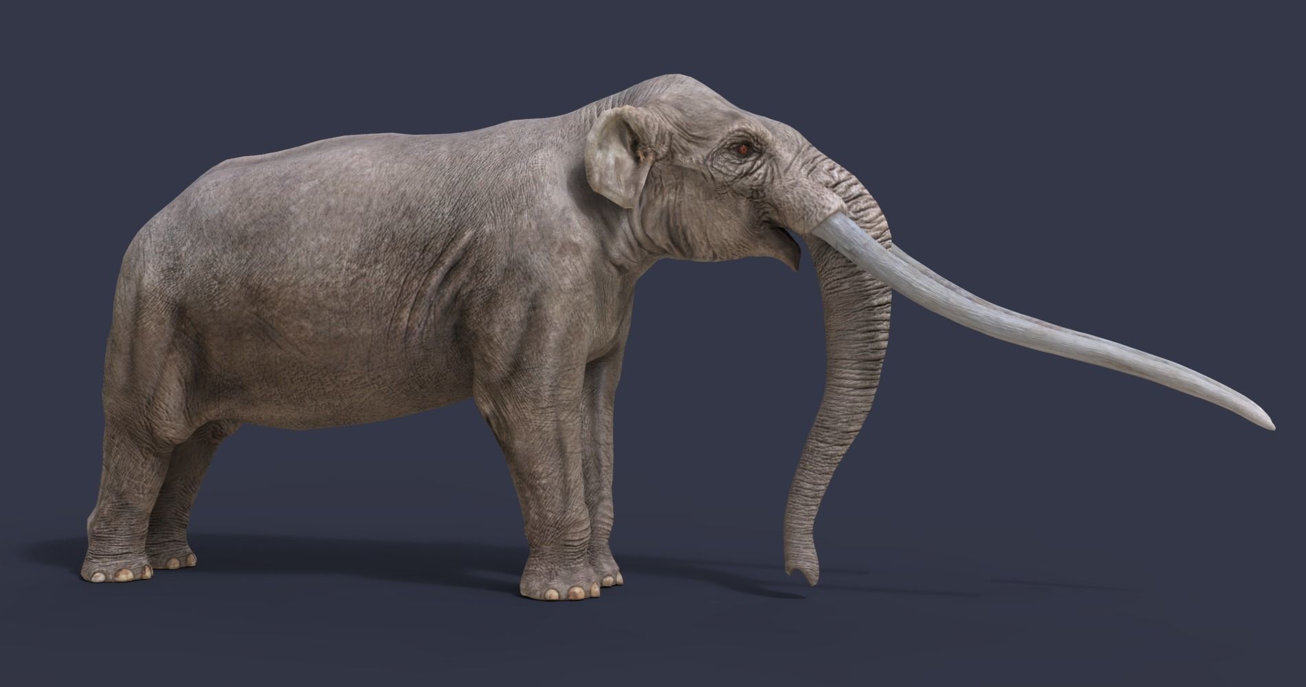 Anancus arvernensis Low-poly 3D model_10