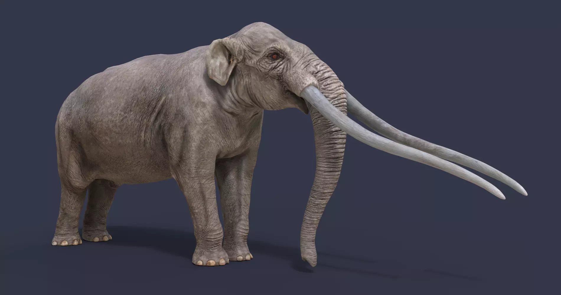 Anancus arvernensis Low-poly 3D model_0