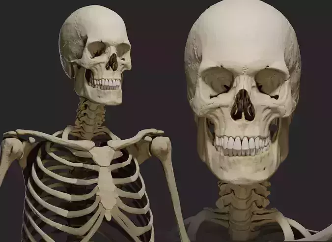 Human male skeleton PBR 3D model