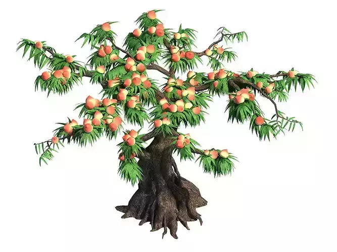Plant - peach tree 032