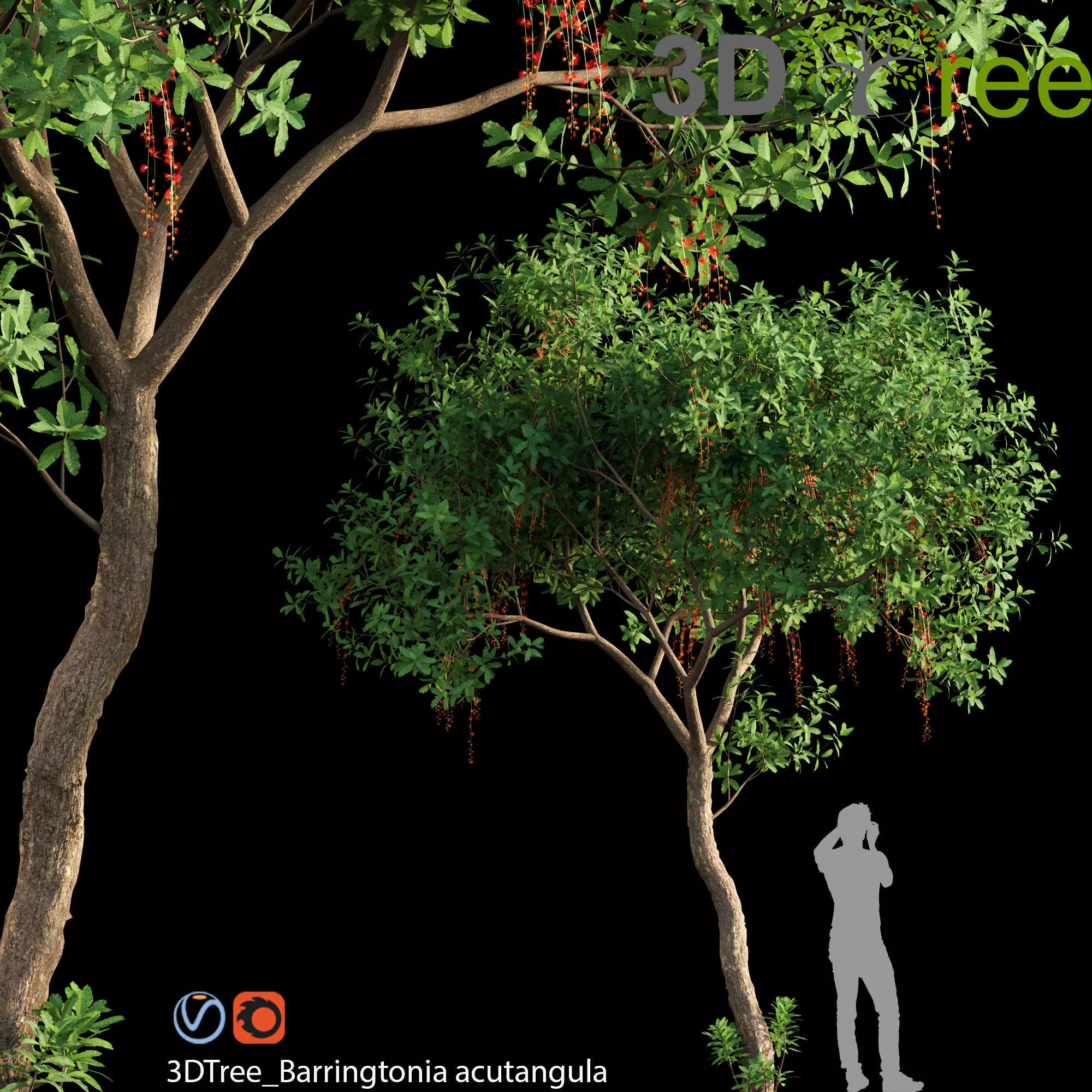 Barringtonia Acutangula 02 3D model_0