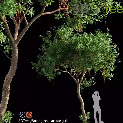 Barringtonia Acutangula 02