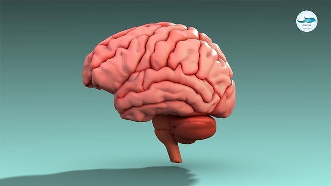 Brain human Low-poly 3D model