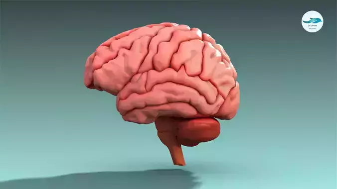 Brain human Low-poly 3D model