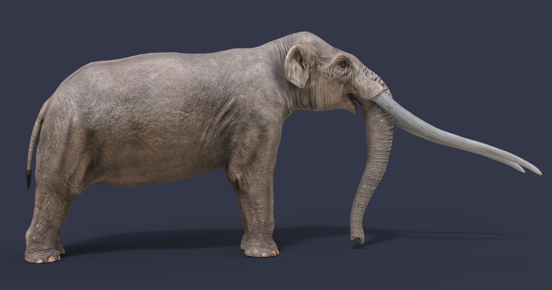 Extinct animals pack version 8 Low-poly 3D model_7