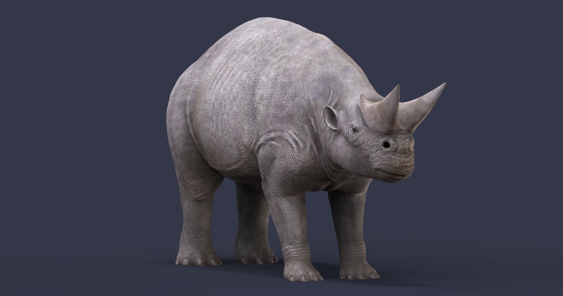 Extinct animals pack version 8 Low-poly 3D model_65