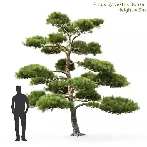 Pinus Bonsai 01 3D model