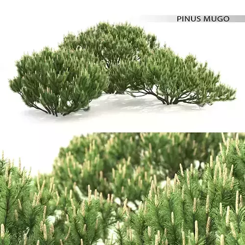 Pinus Mugo 01