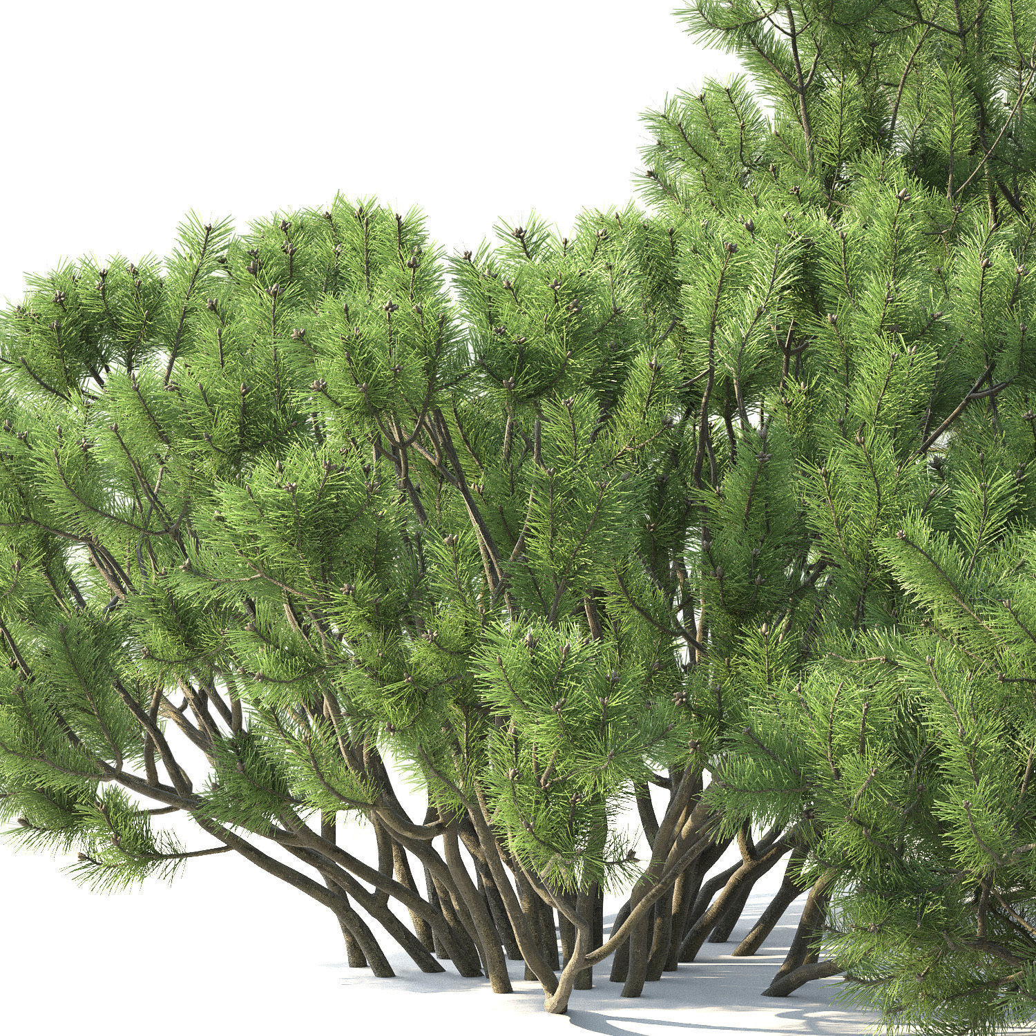 Pinus Mugo 02 3D model_1