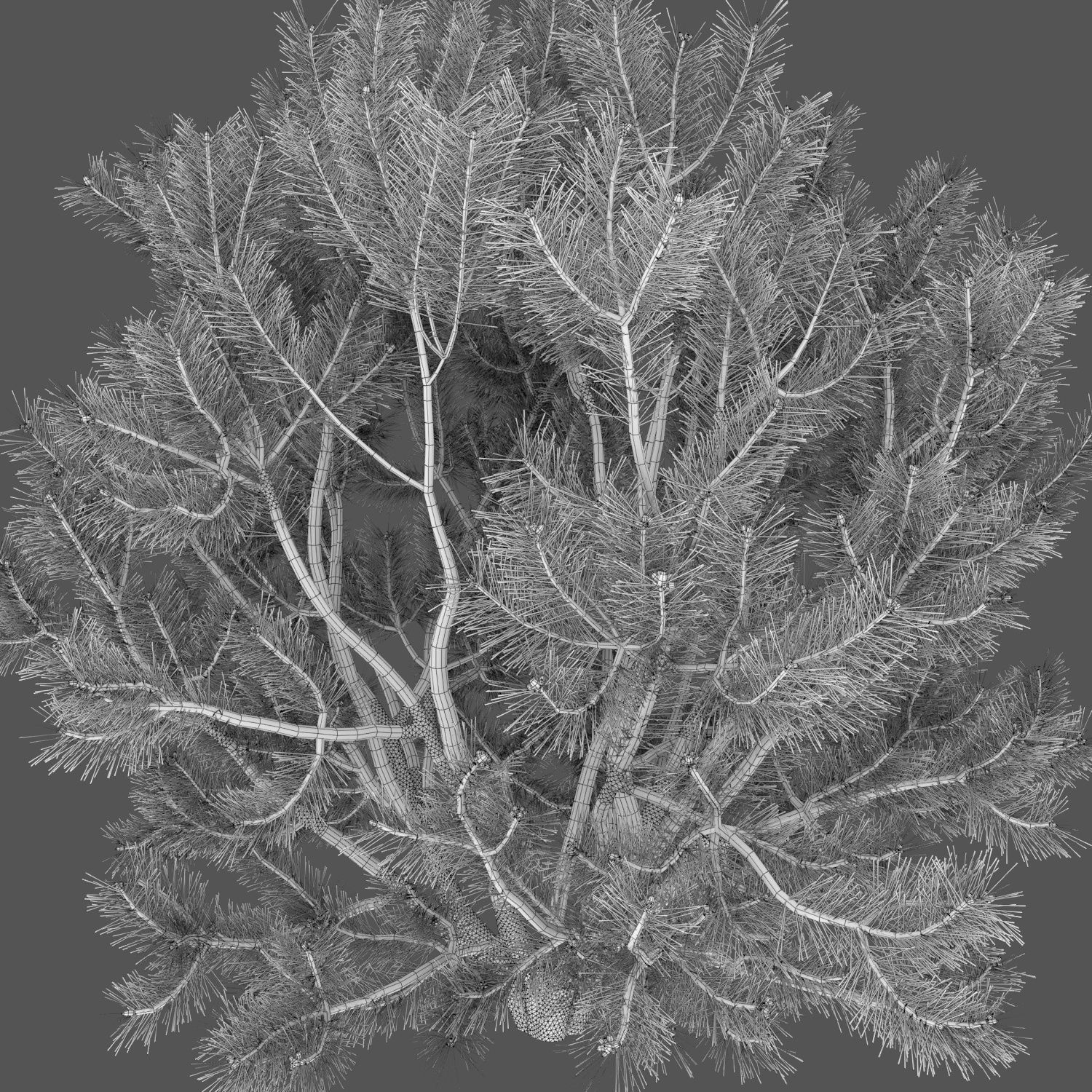 Pinus Mugo 02 3D model_3