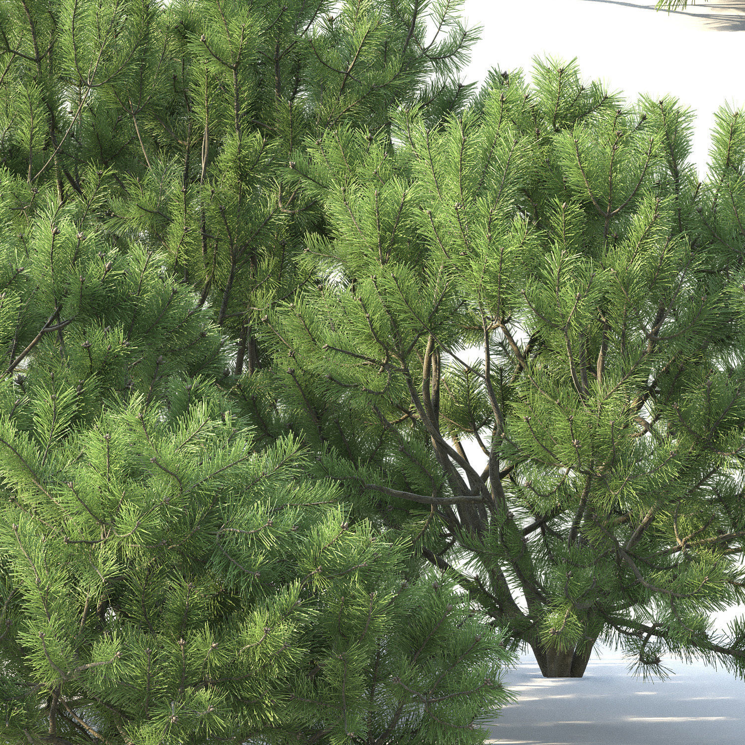 Pinus Mugo 02 3D model_2