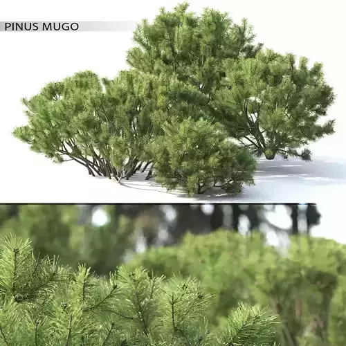 Pinus Mugo 02