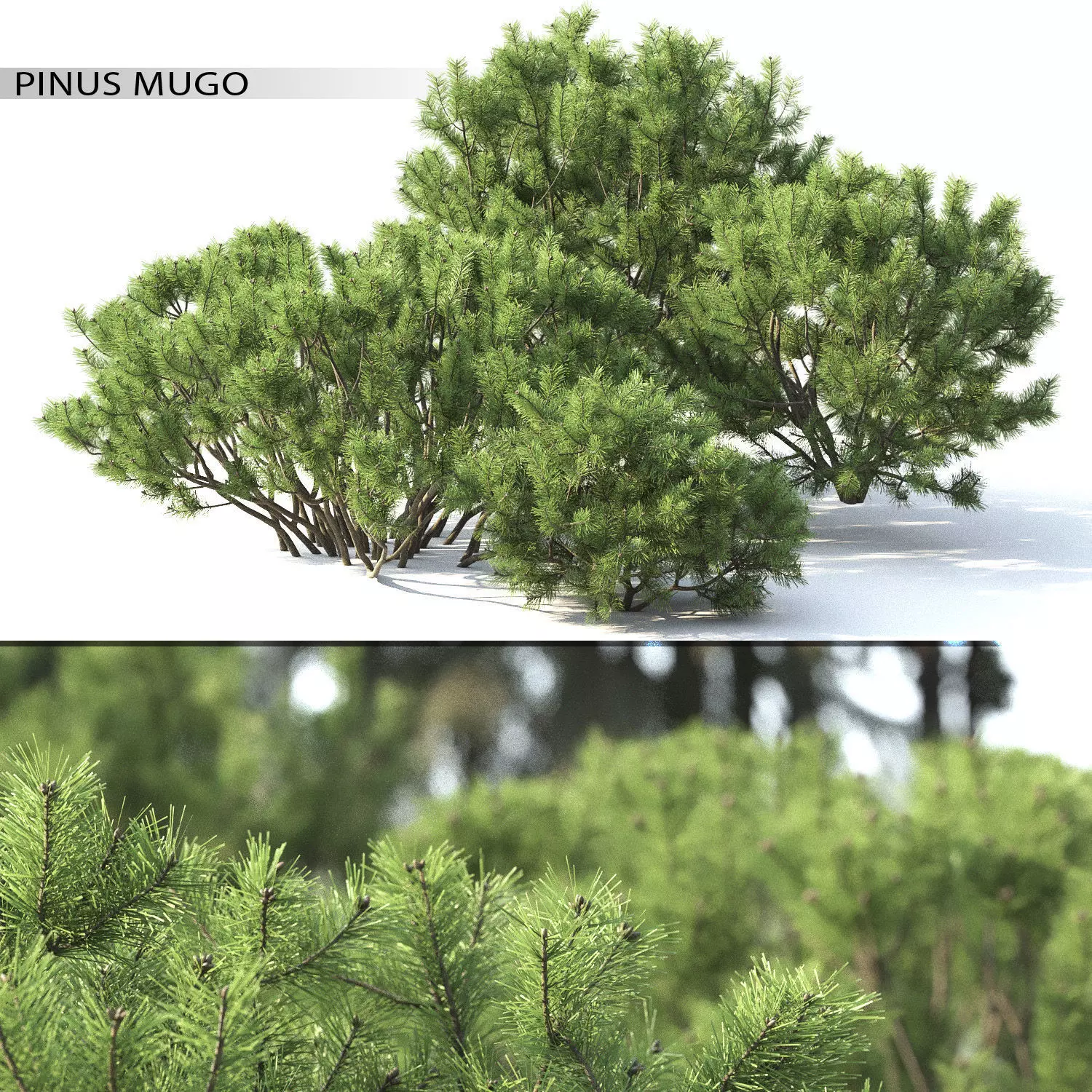 Pinus Mugo 02 3D model_0