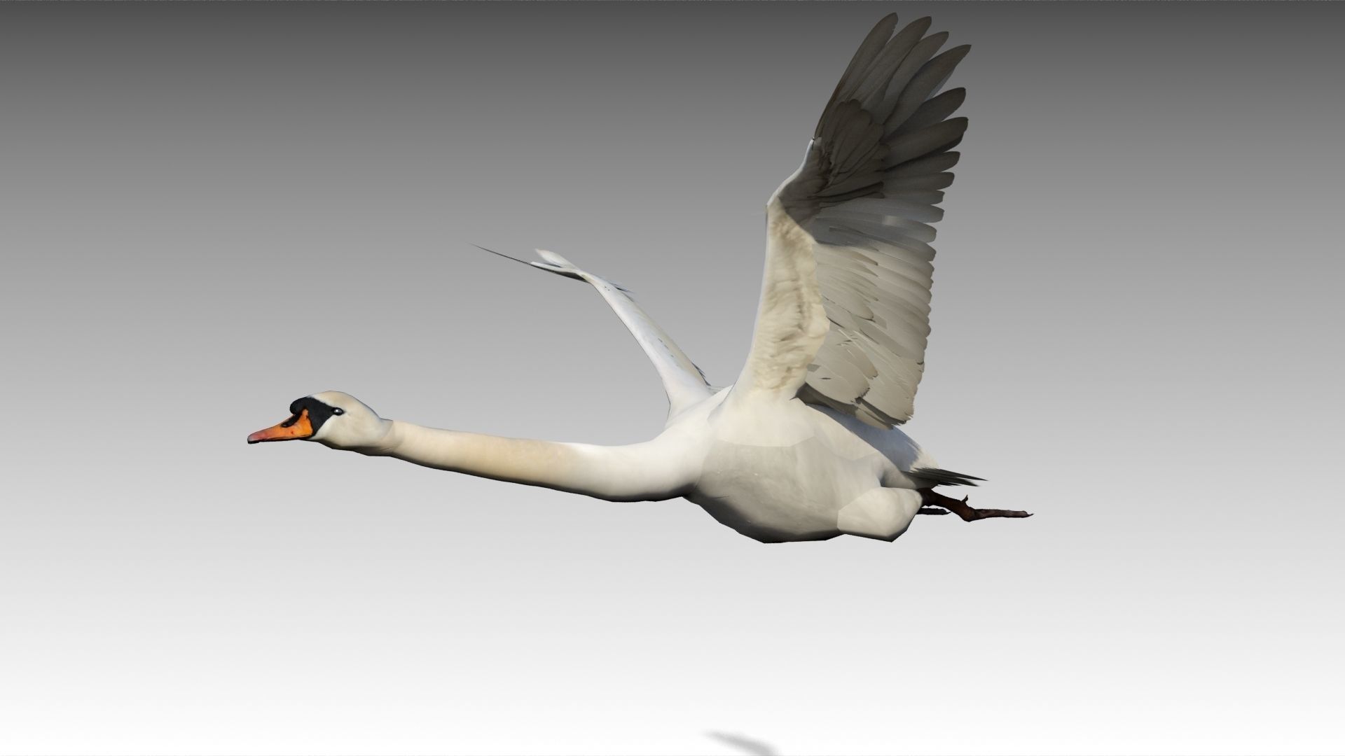 Mute Swan Low-poly 3D model_5