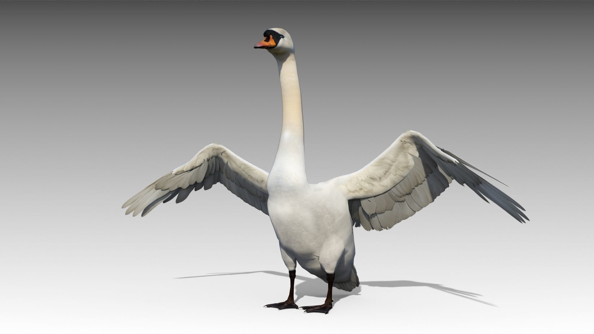 Mute Swan Low-poly 3D model_3