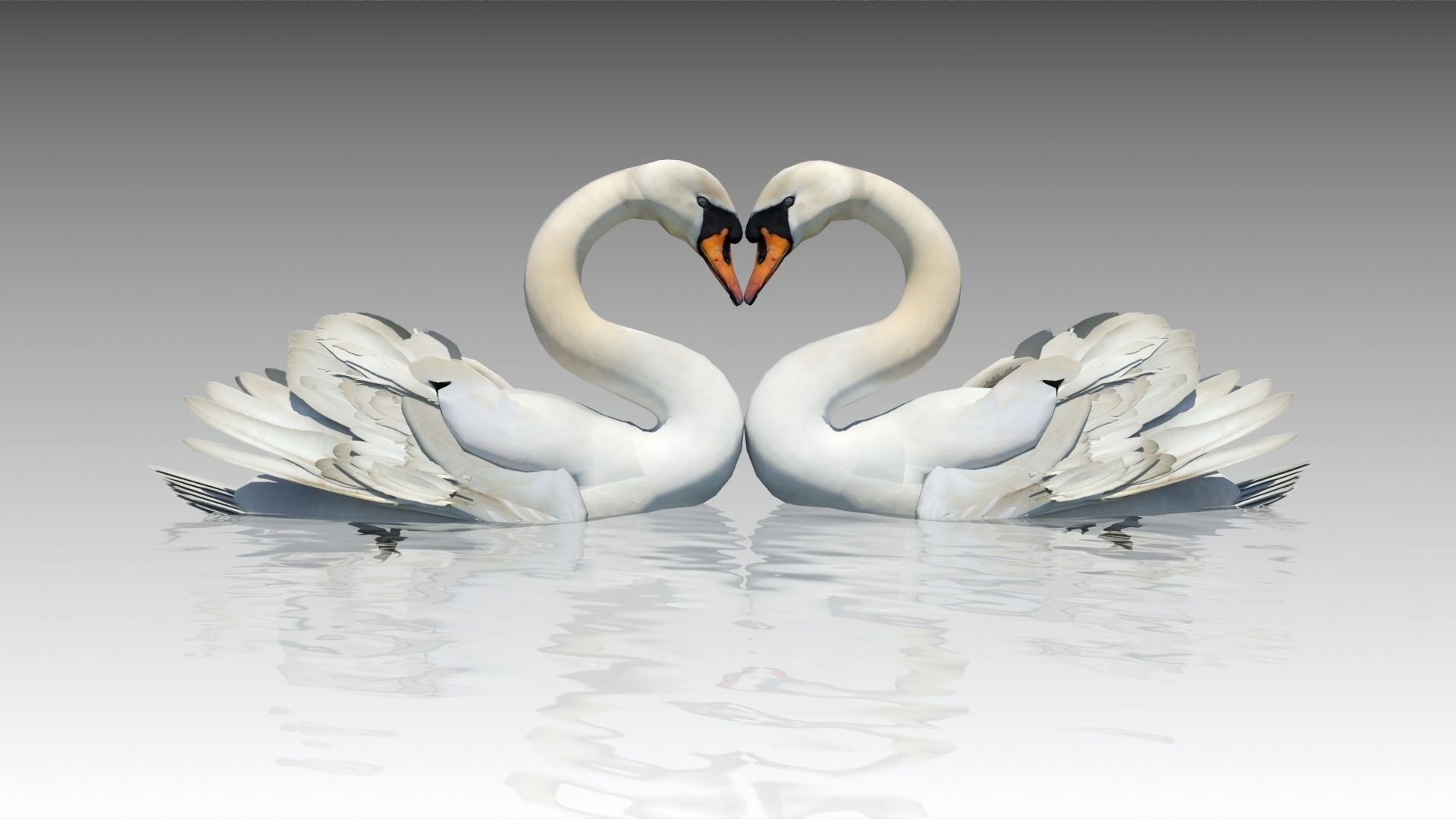 Mute Swan Low-poly 3D model_10