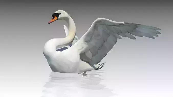 Mute Swan Low-poly 3D model