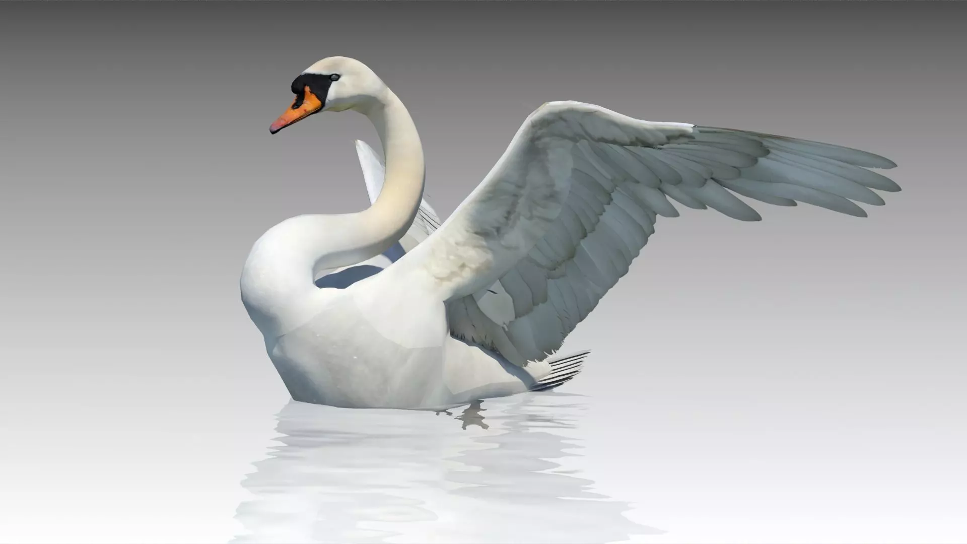 Mute Swan Low-poly 3D model_0