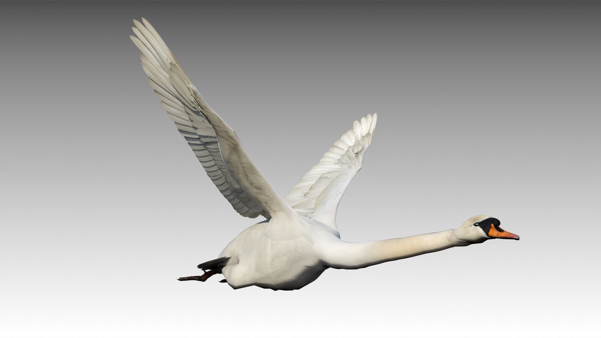 Mute Swan Low-poly 3D model_7