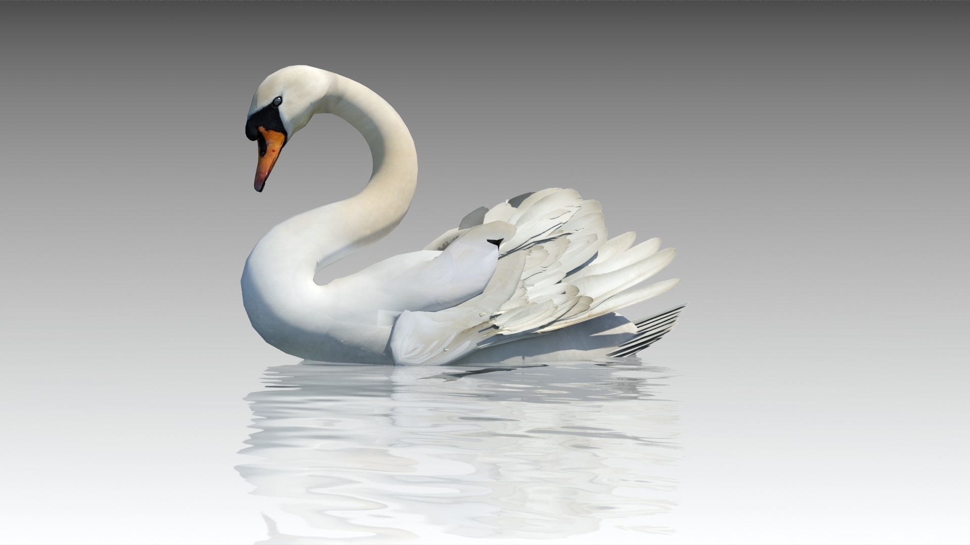 Mute Swan Low-poly 3D model_9