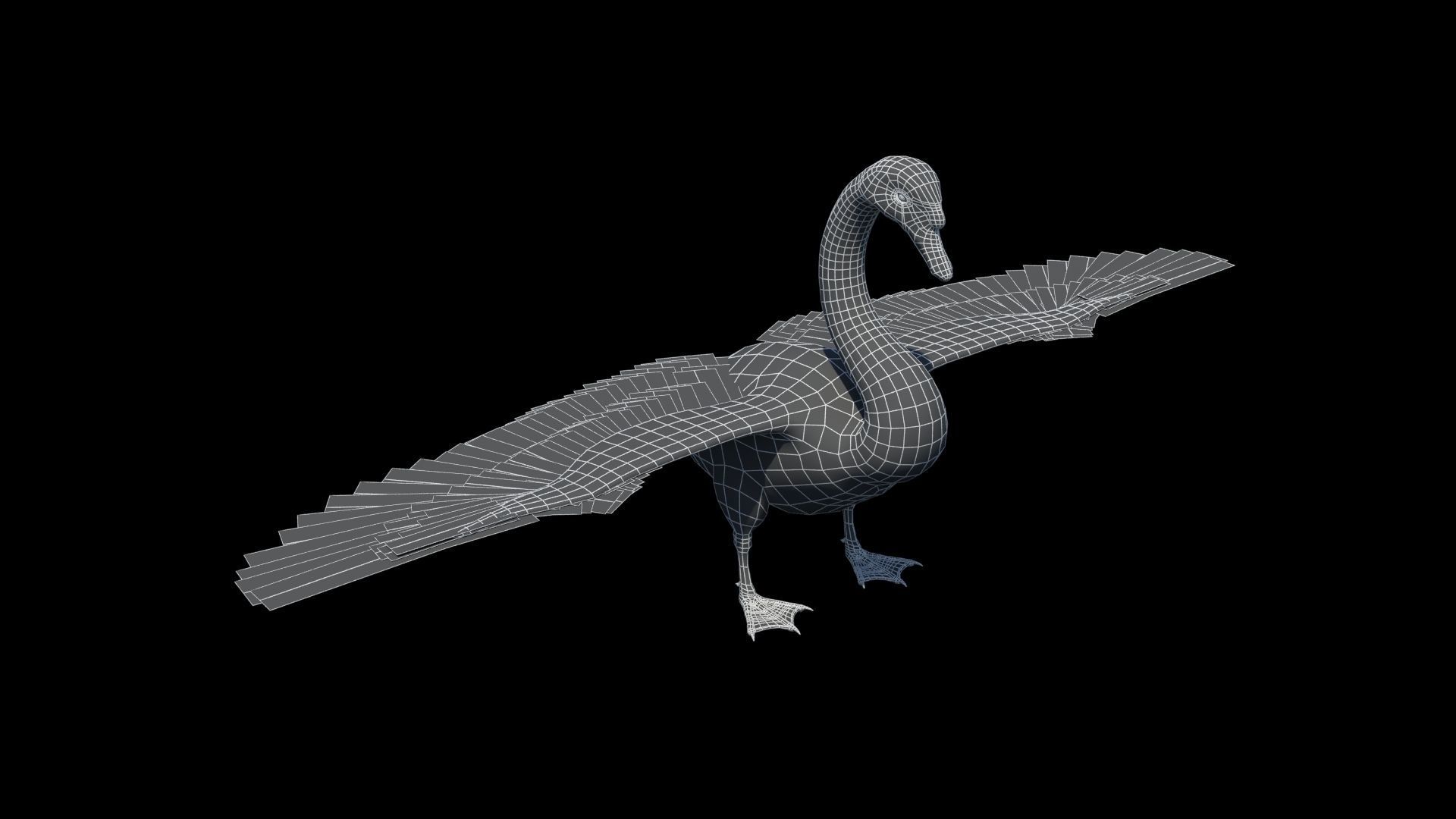 Mute Swan Low-poly 3D model_11