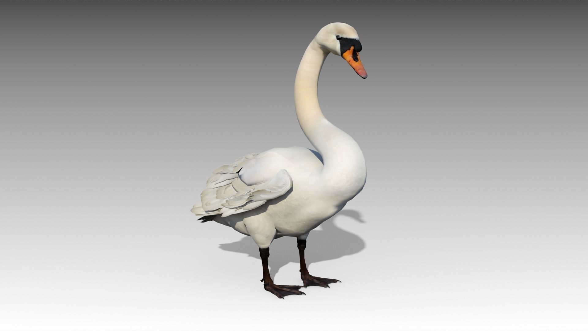 Mute Swan Low-poly 3D model_2