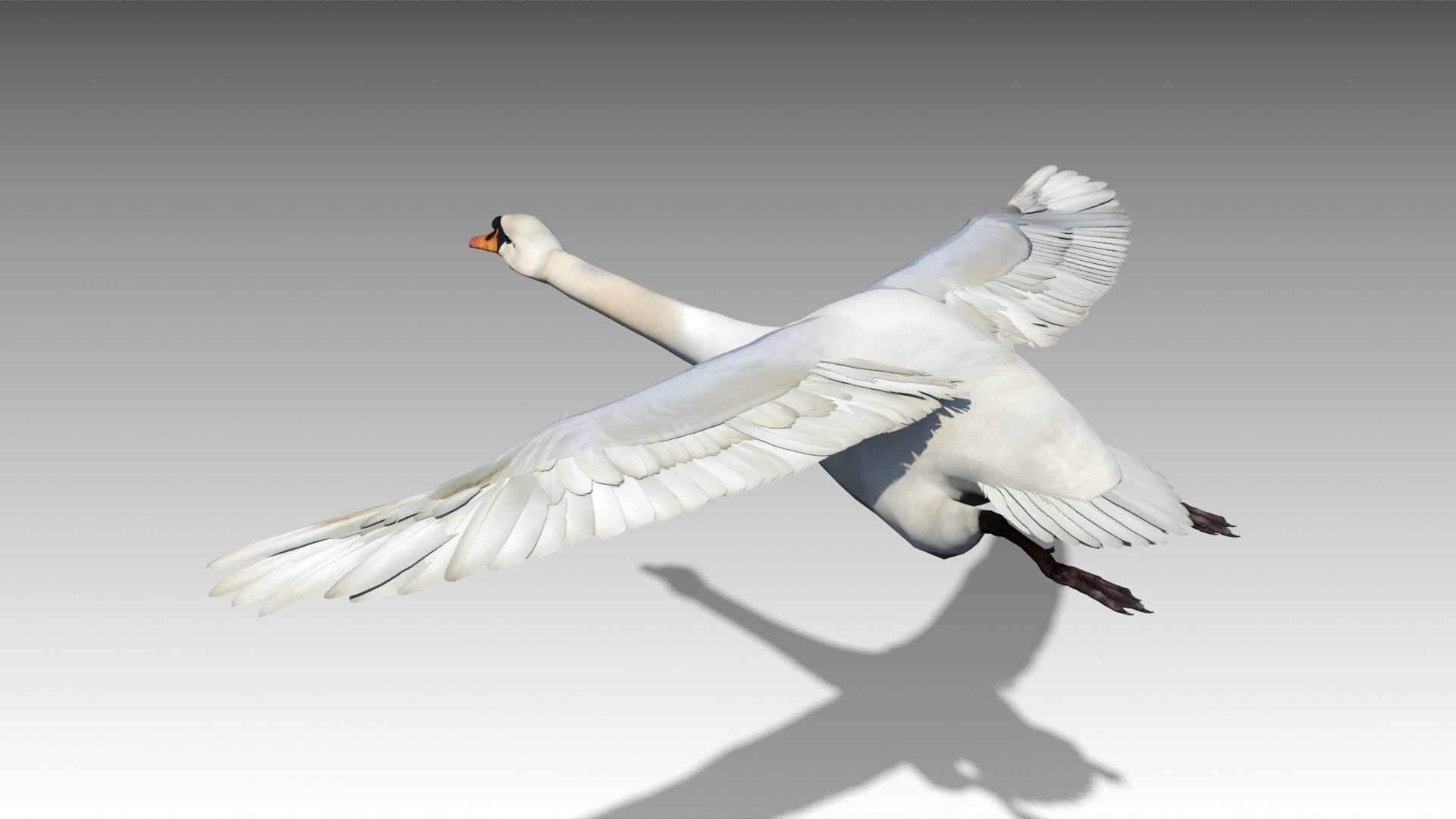 Mute Swan Low-poly 3D model_8