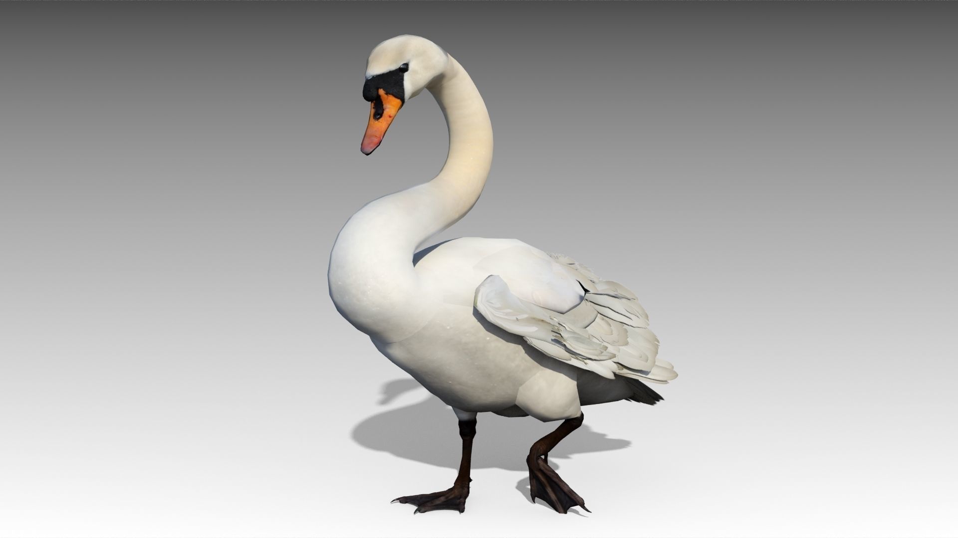 Mute Swan Low-poly 3D model_4