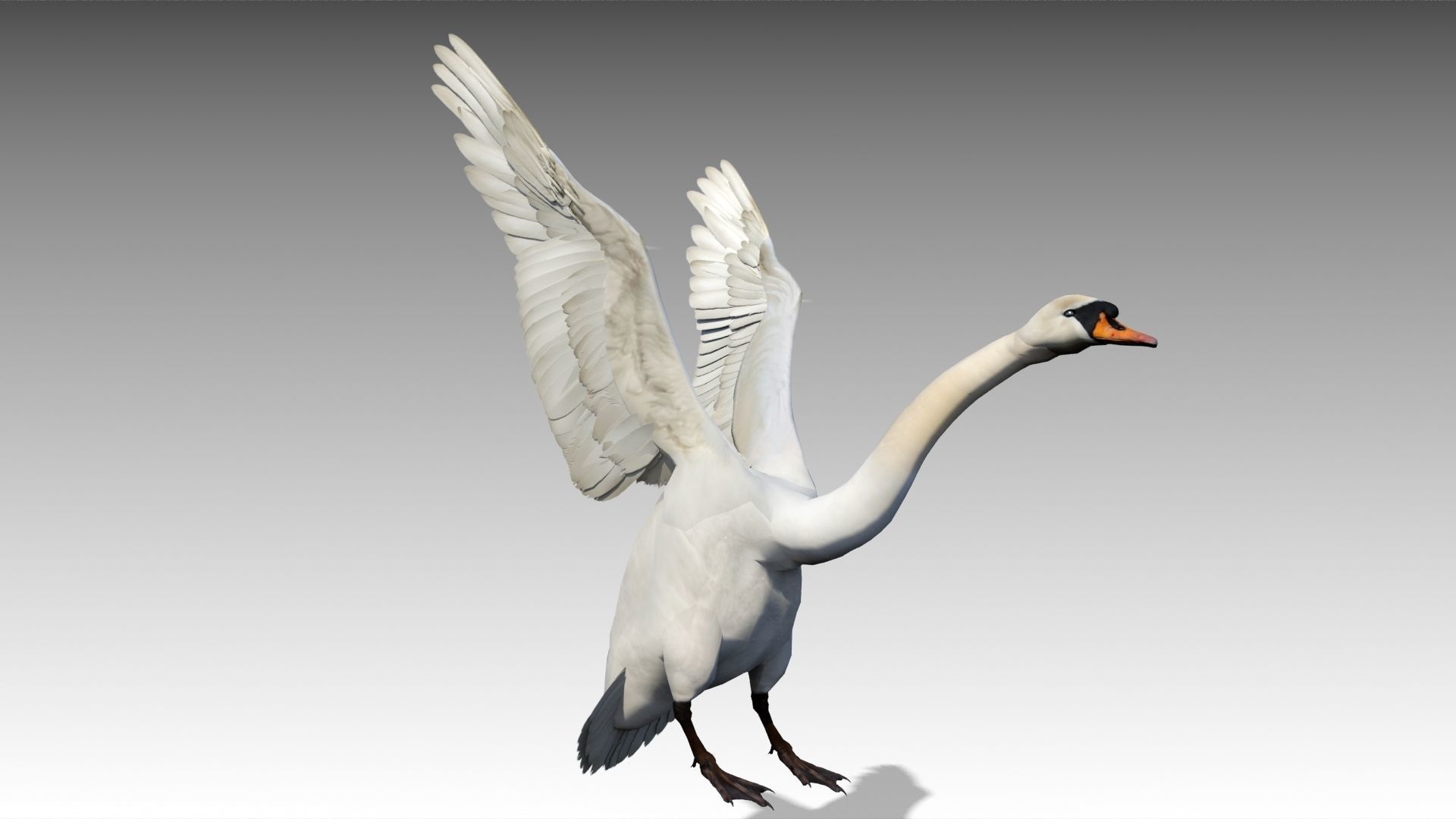 Mute Swan Low-poly 3D model_6