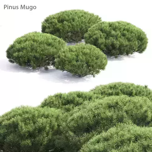 Pinus Mugo 04 3D model